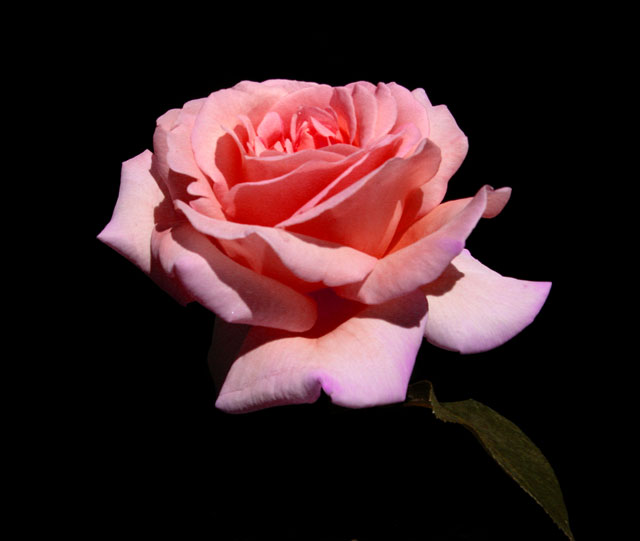From my Garden
